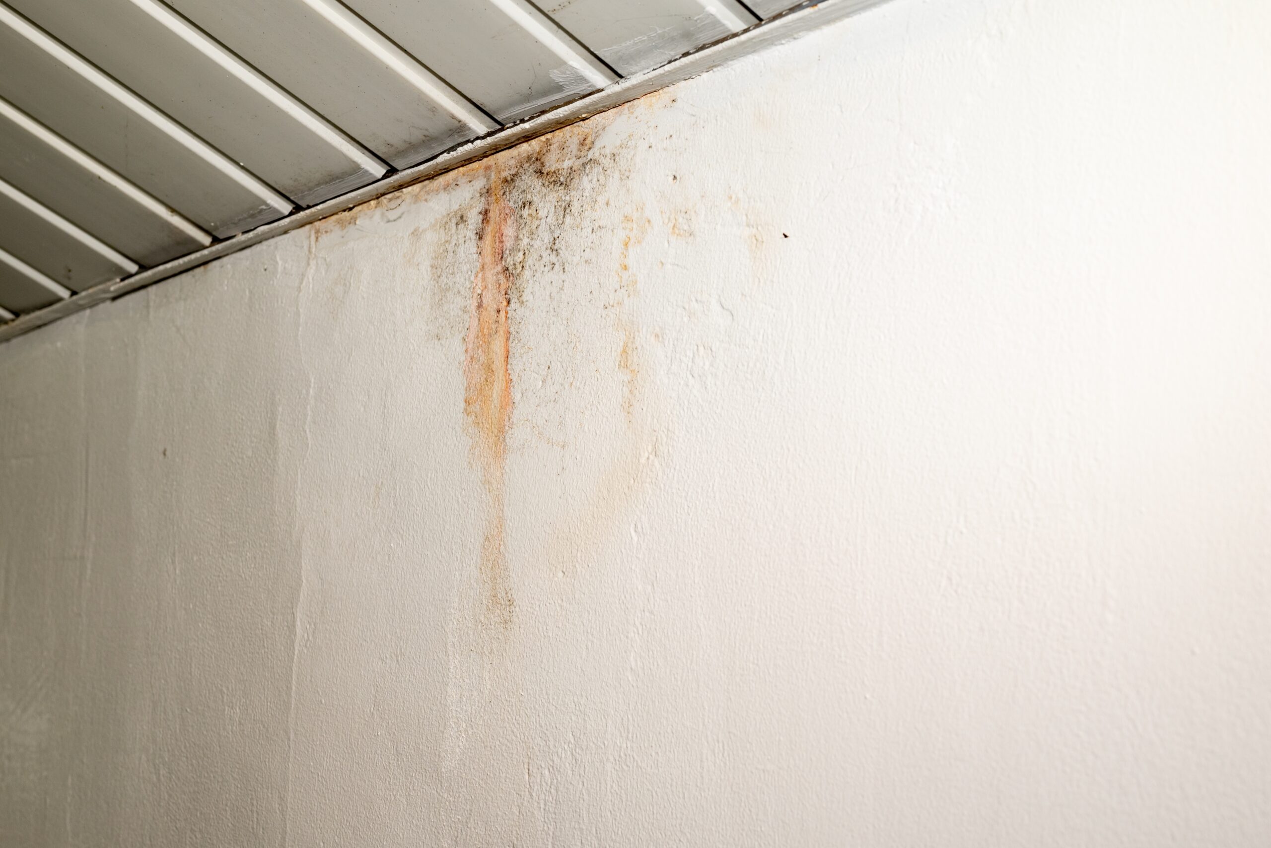 mold on the wall